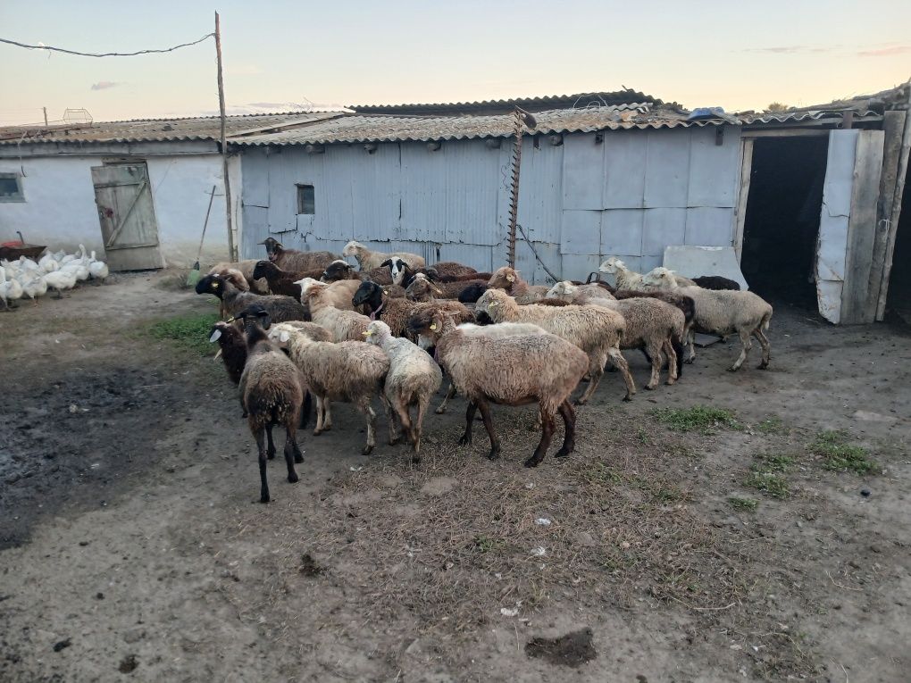 Продам Корову дойную и теленка (бычок), баран и овец.