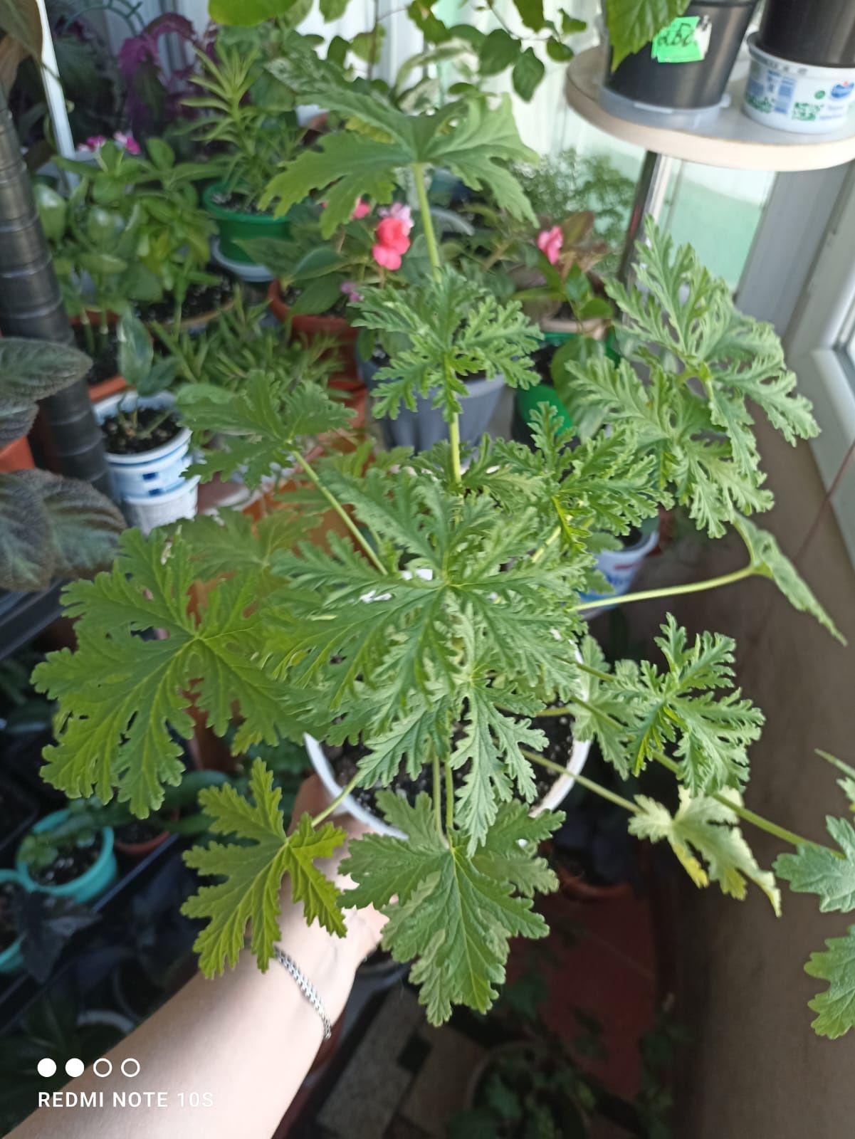 Продам растения цветы