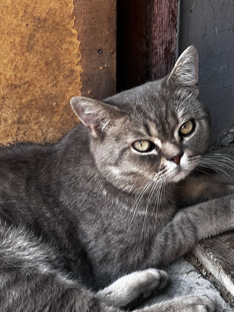 Кот мальчик