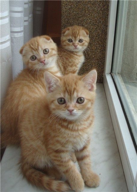 Скоттиши страйт и фолд