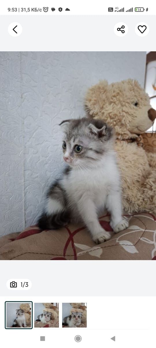 Отдам в добрые руки котенка-девочку вислоухую.Возраст 2месяца.