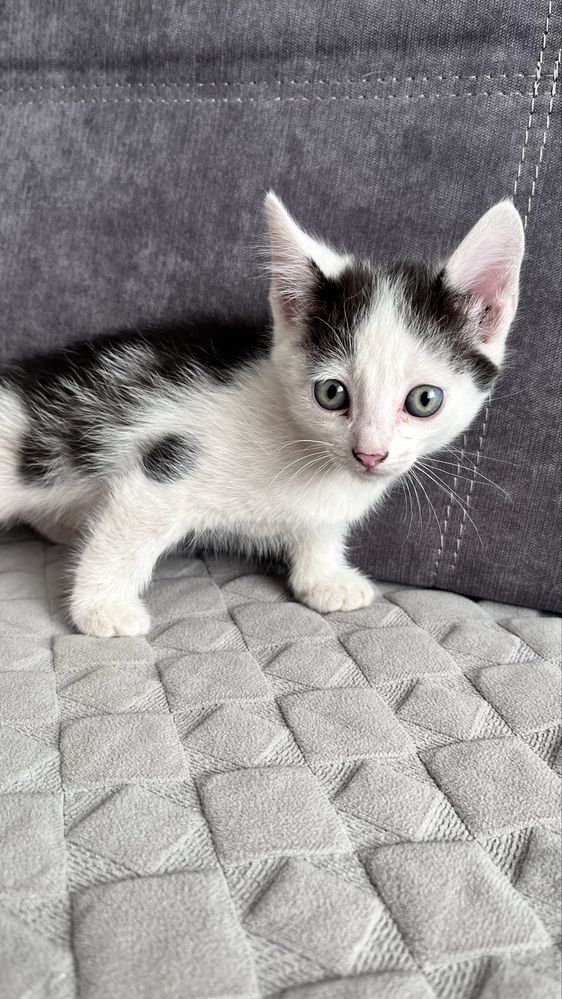 Отдам котят в хорошие руки