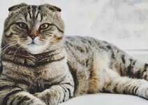 Шатланский веслоухий кот
