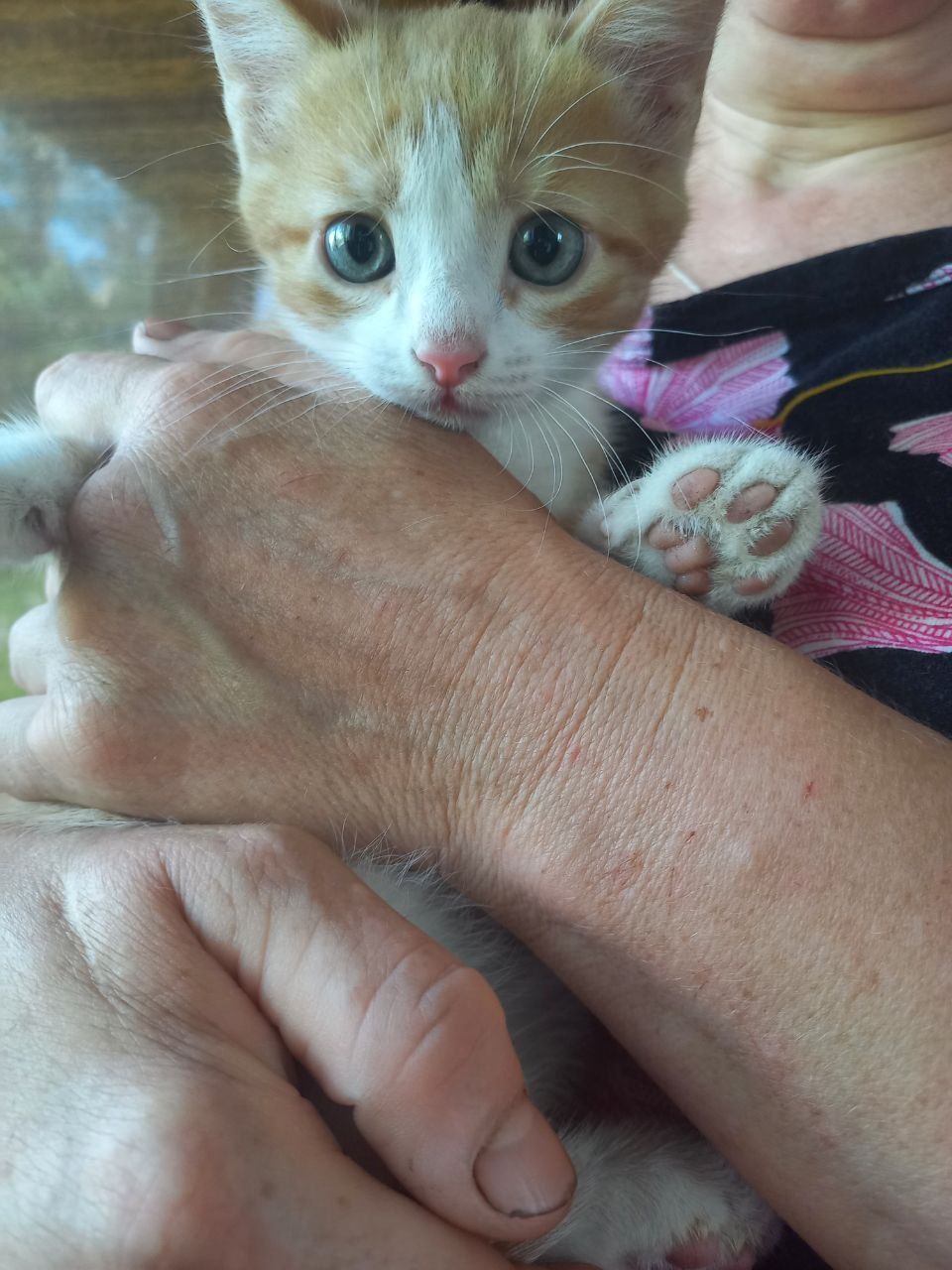 СРОЧНО Котята в добрые руки