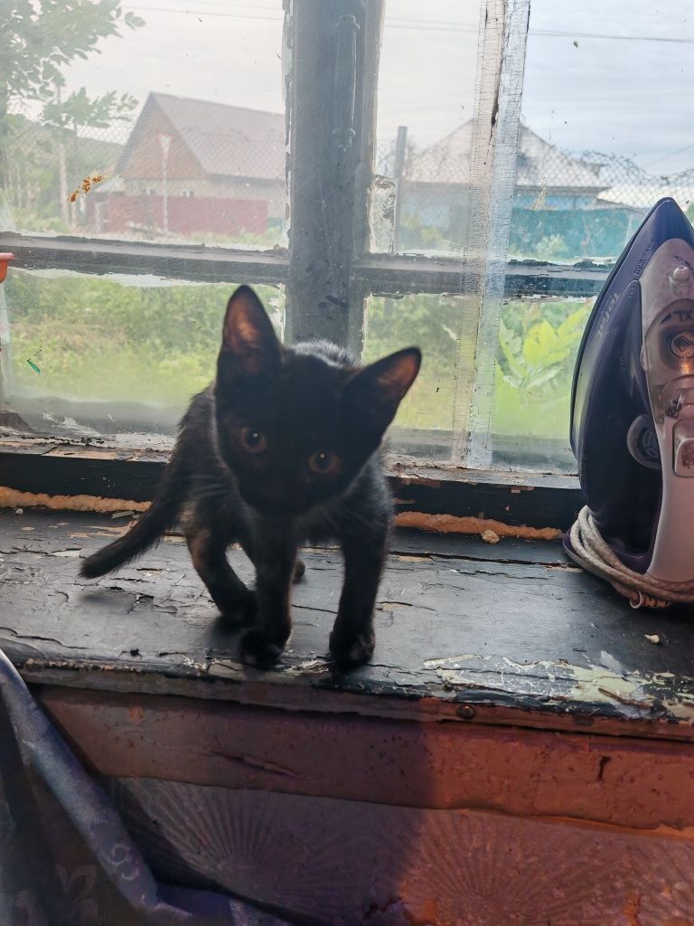 Отдам котят! В очень добрые ручки!!!