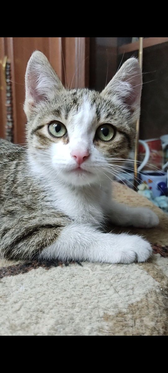 Очень красивый котёнок ищет дом