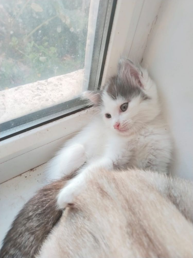 Котят в добрые руки