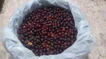Продам крыжовник
