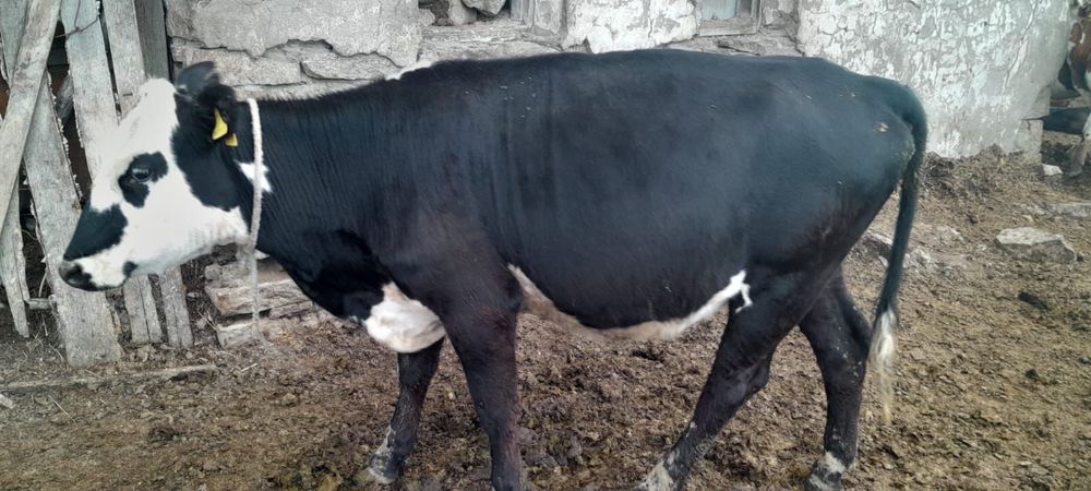 Продам КРС срочно