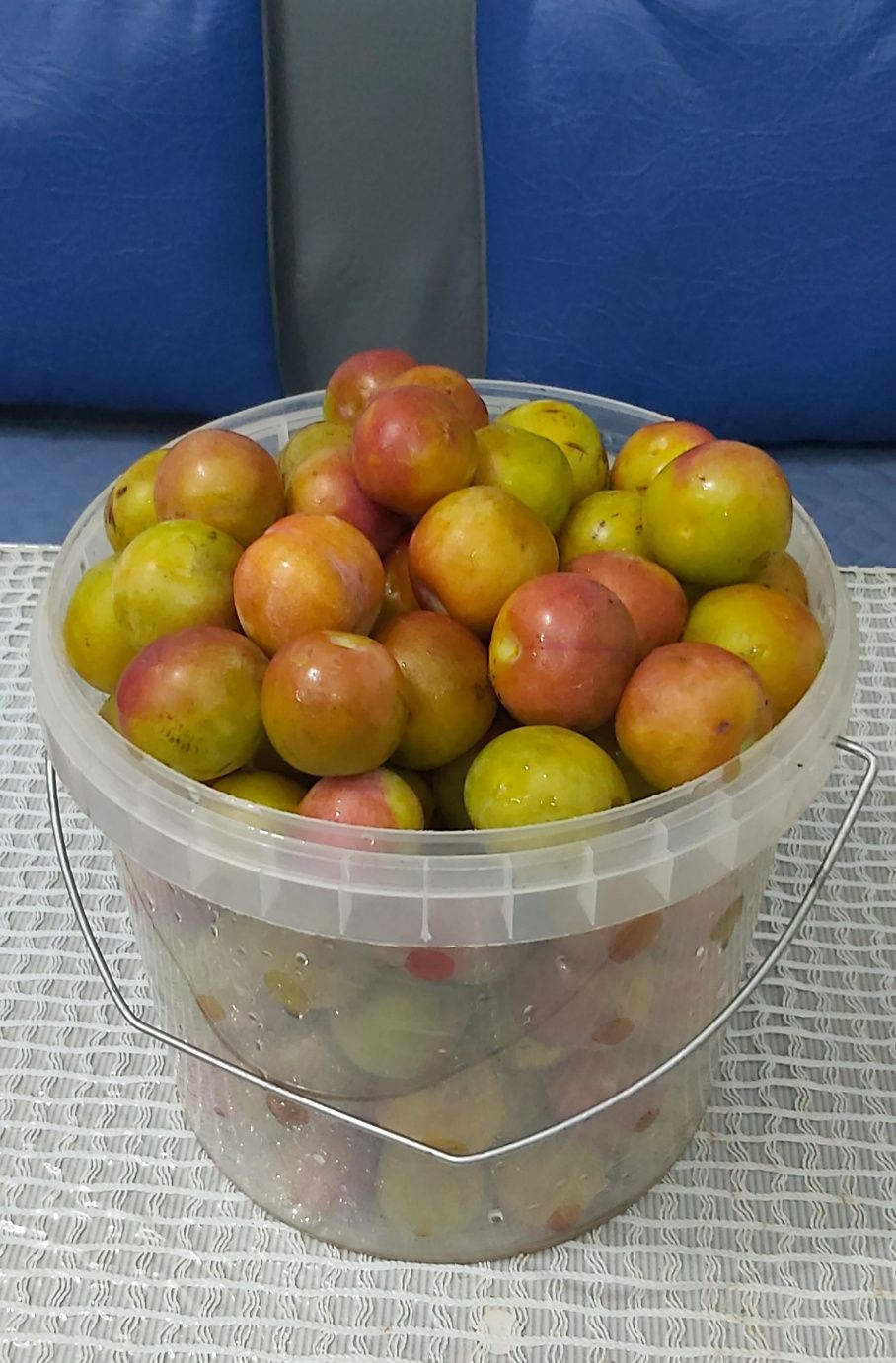 Яблоки слива дачная