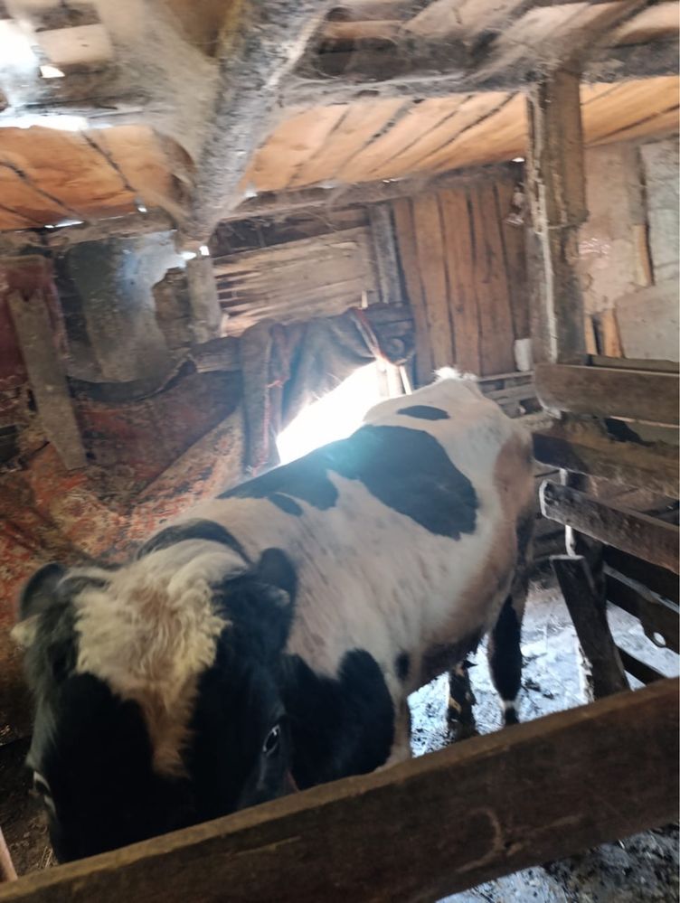 продам бычок 2-х летний, откормленный