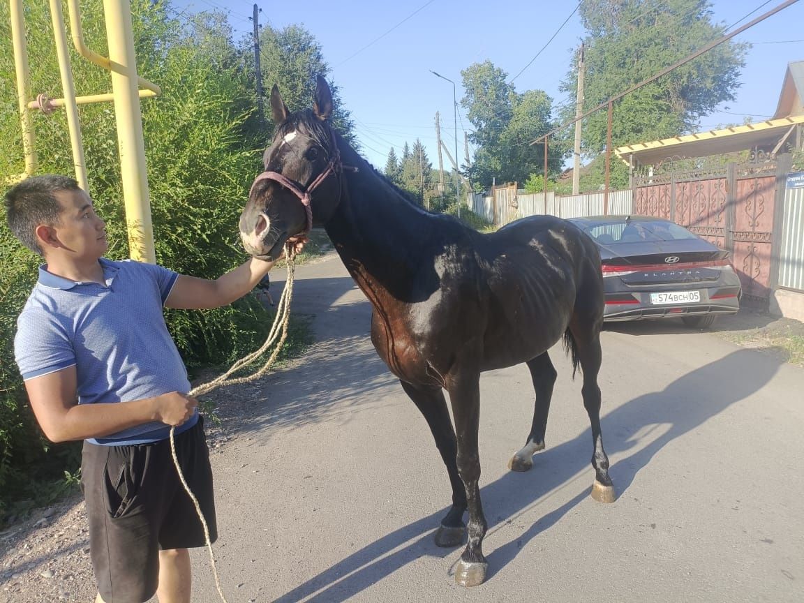 Айғыр сатылады. Жеребец продаётся