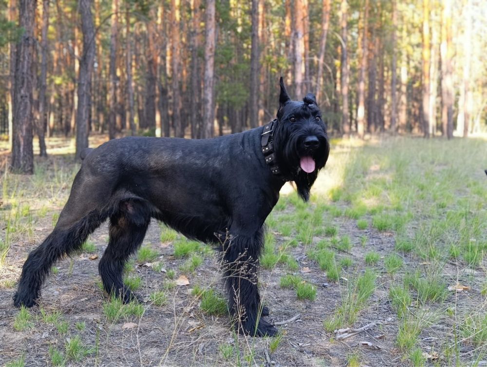 Ризеншнауцер кобель .Вязка