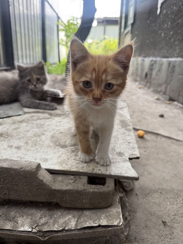 Котята ищут любящую семью