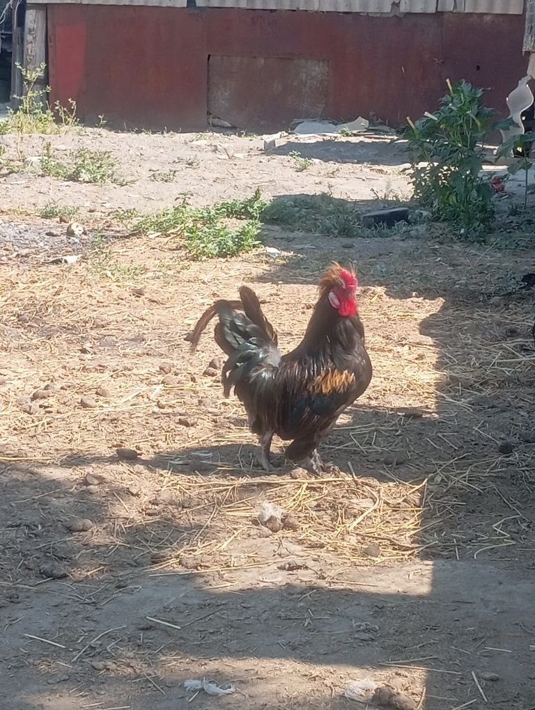Продаётся карлик петух