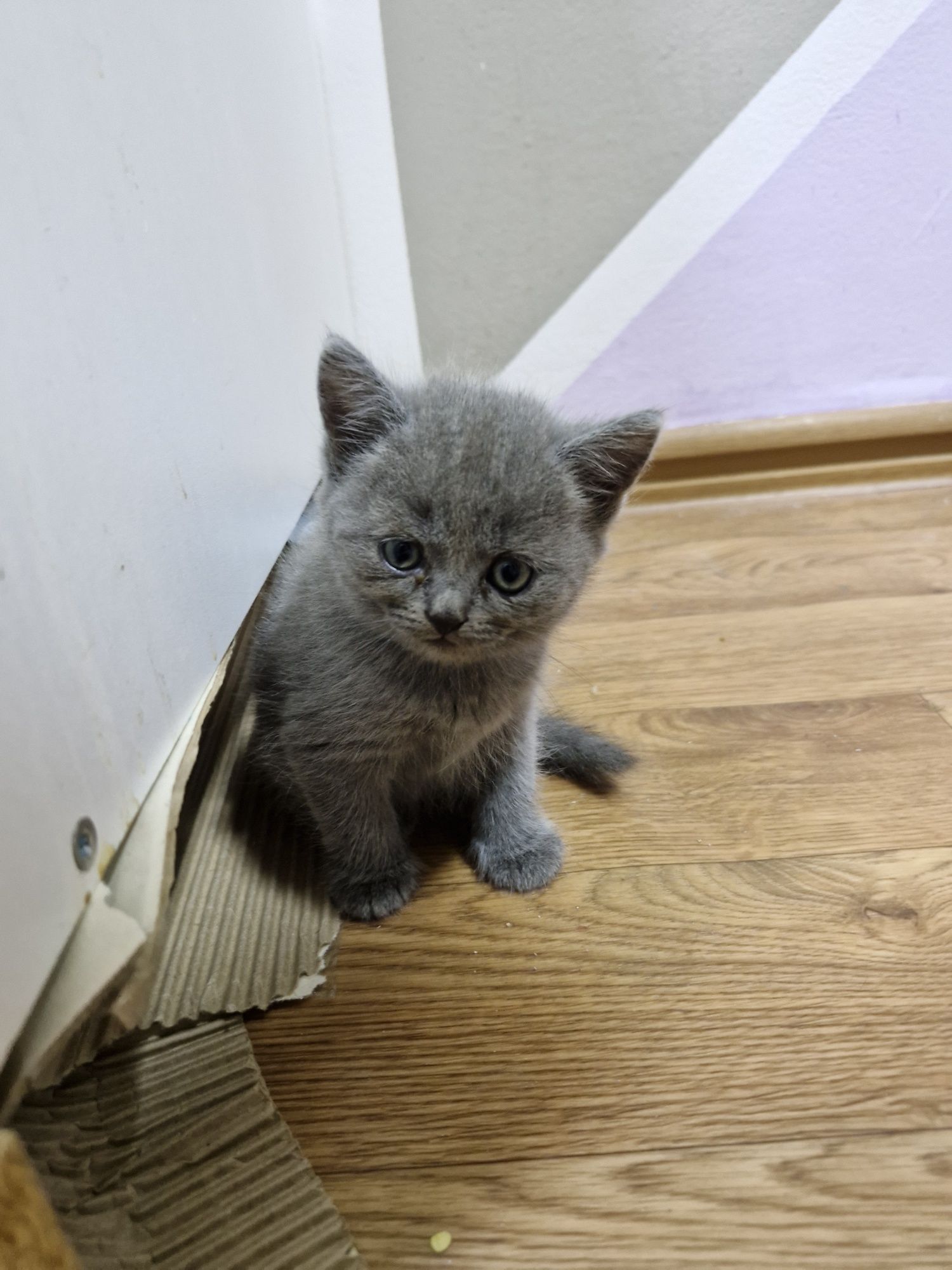 Британский котенок