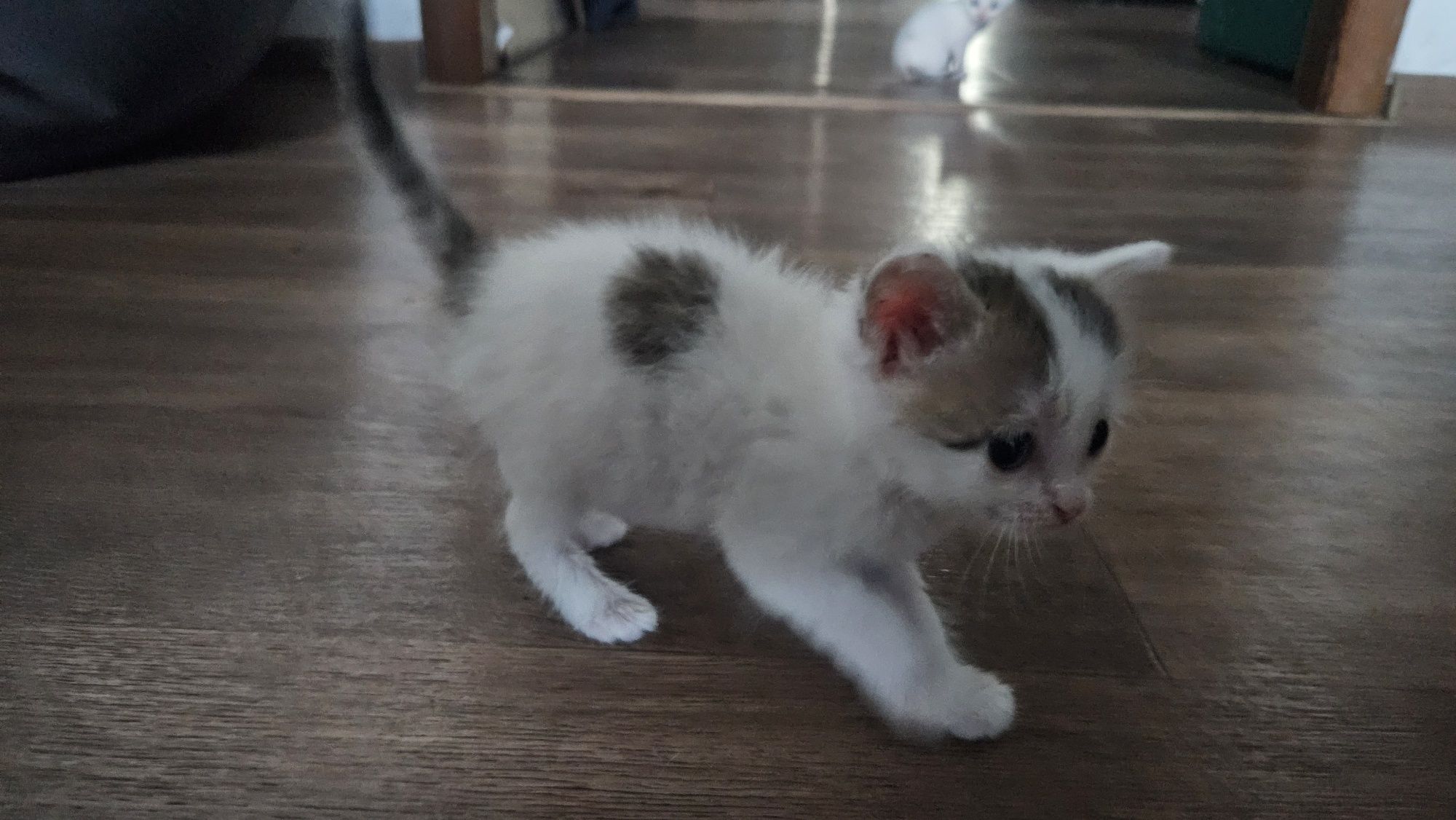 Котята бесплатно..