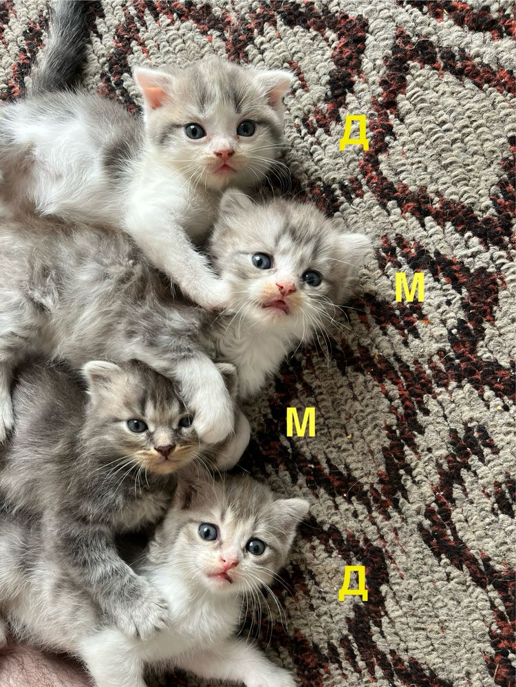 Вислоухие Котята