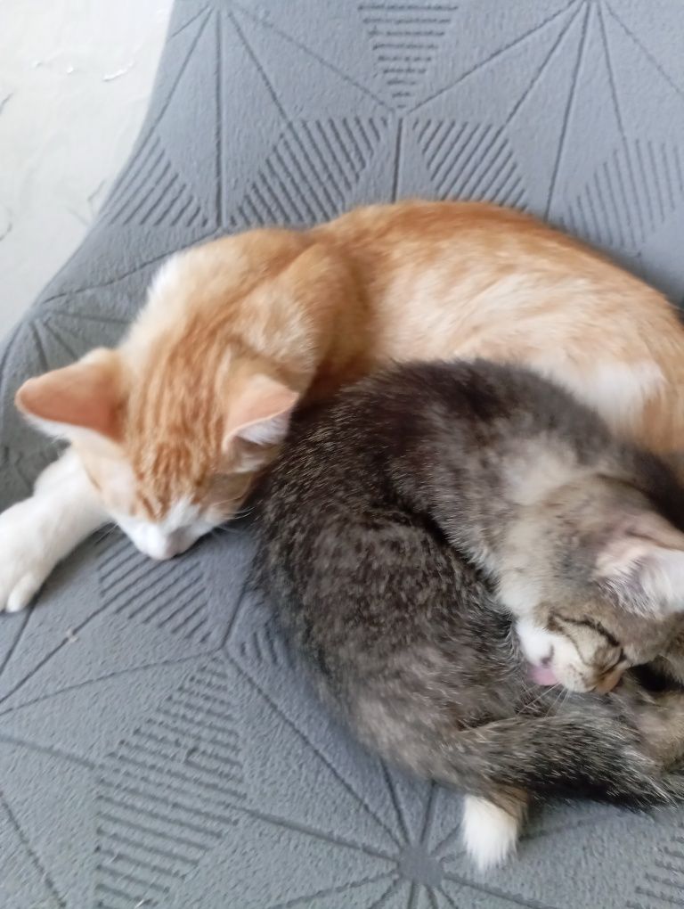 Котята в хорошие руки