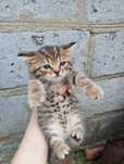 БЕСПЛАТНО Отдам котят