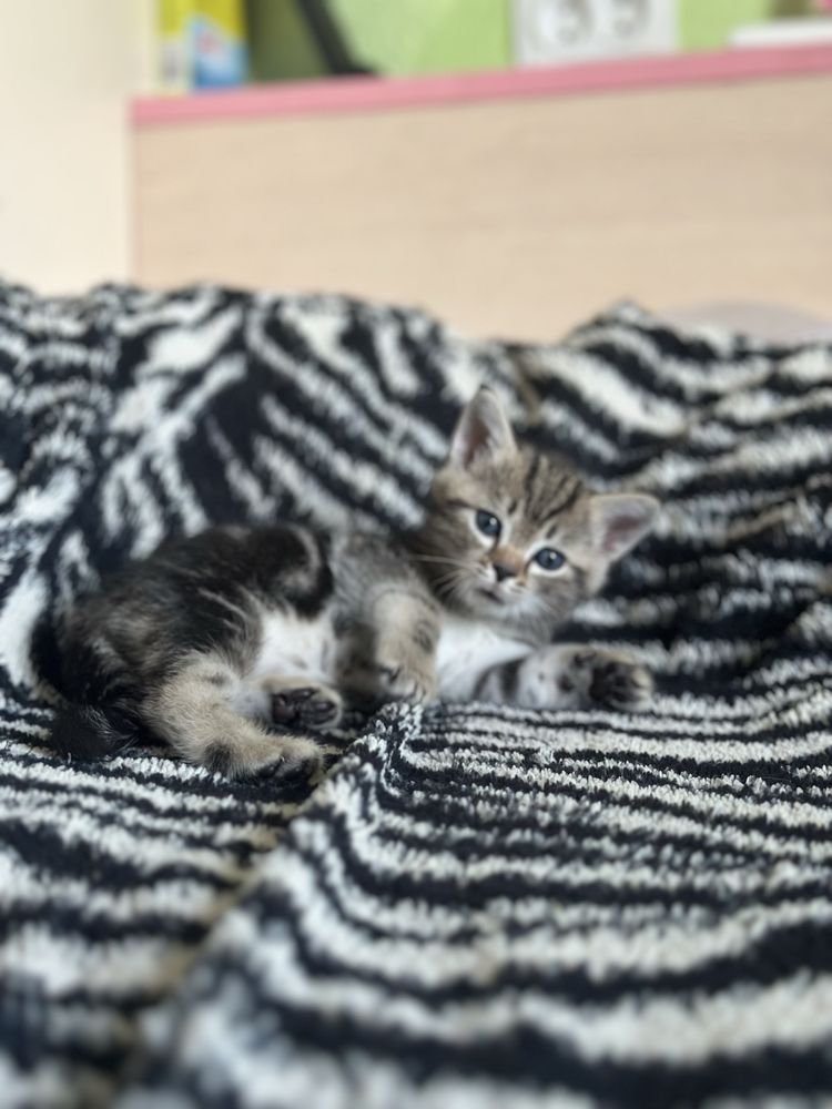 Отдам котят только в ответственные руки