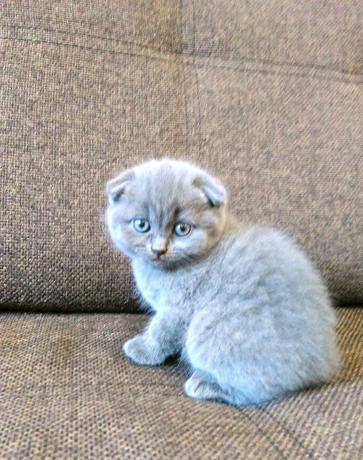 Шотландские вислоухие котята