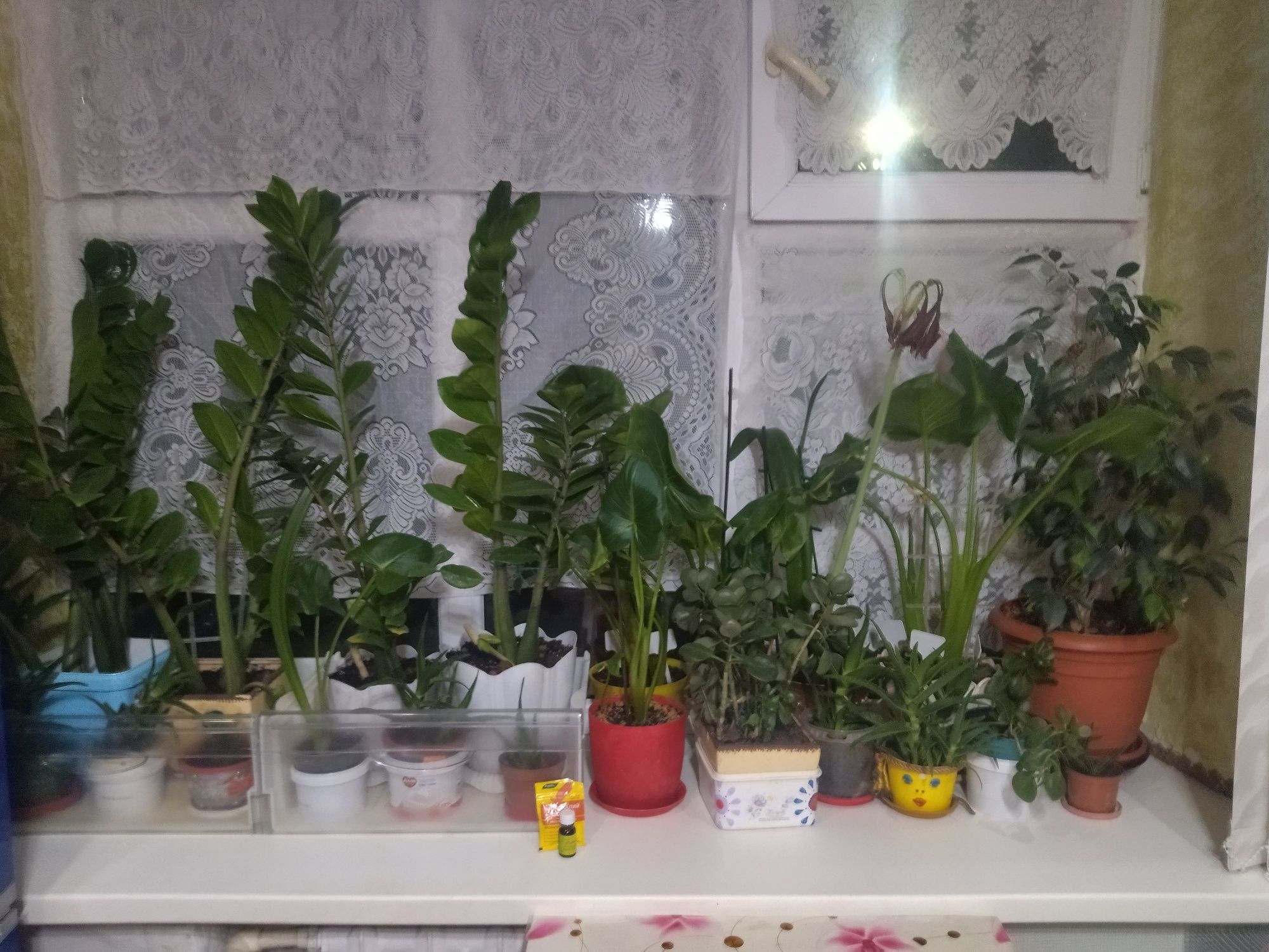 Продам разные комнатные цветы