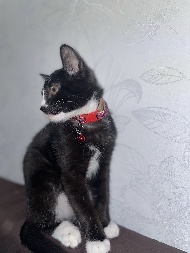Кот домашиний не породистый