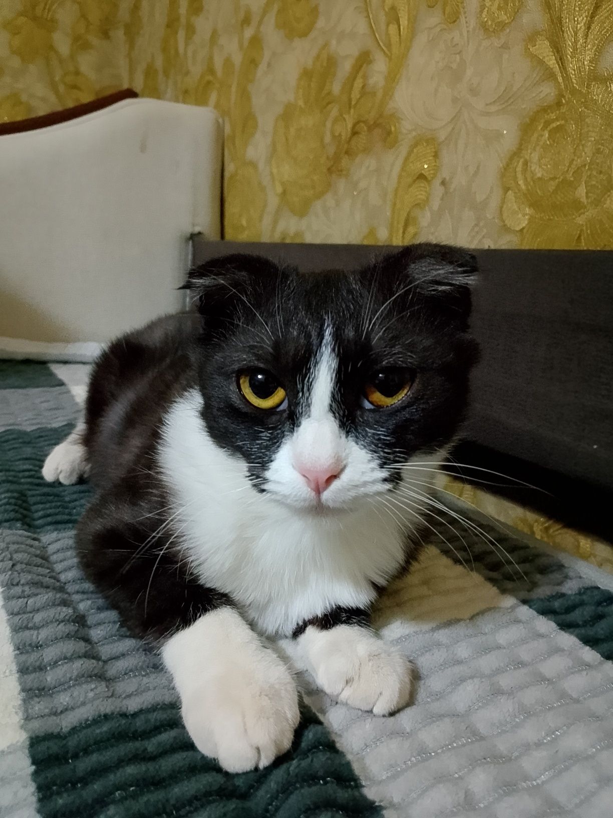 Отдам кошку в добрые руки