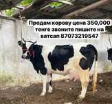Продам телочеку мясную