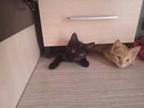 Отдам котят в хорошие руки