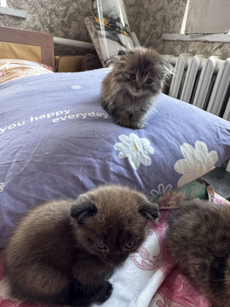 Котята Веслоухие