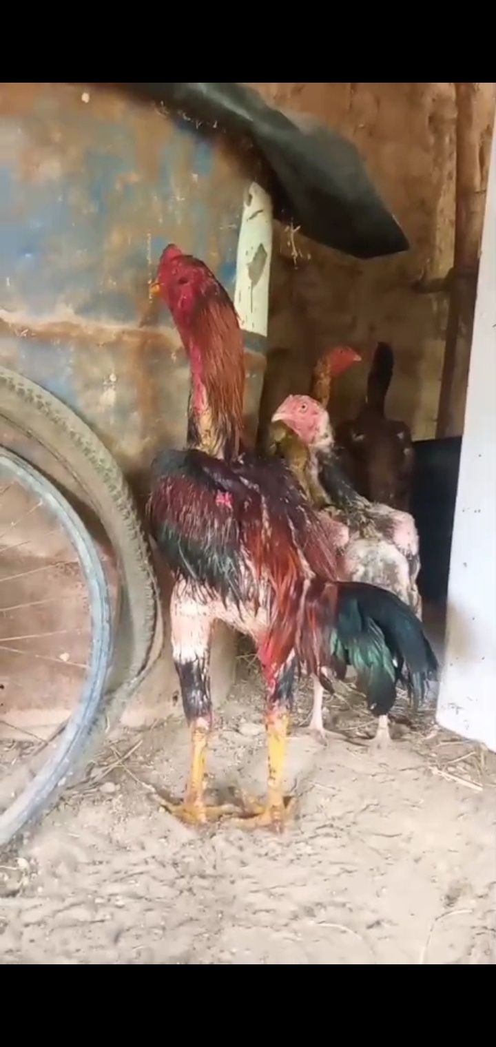 Бойцовский дакан