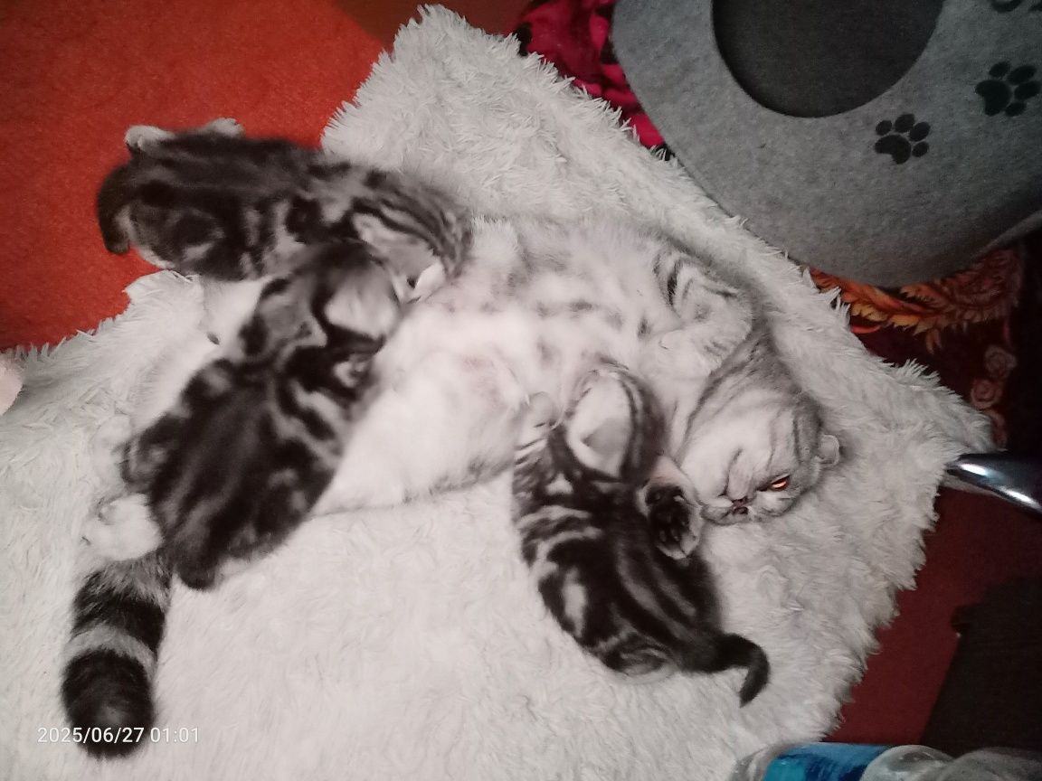 Продам очаровательных котят