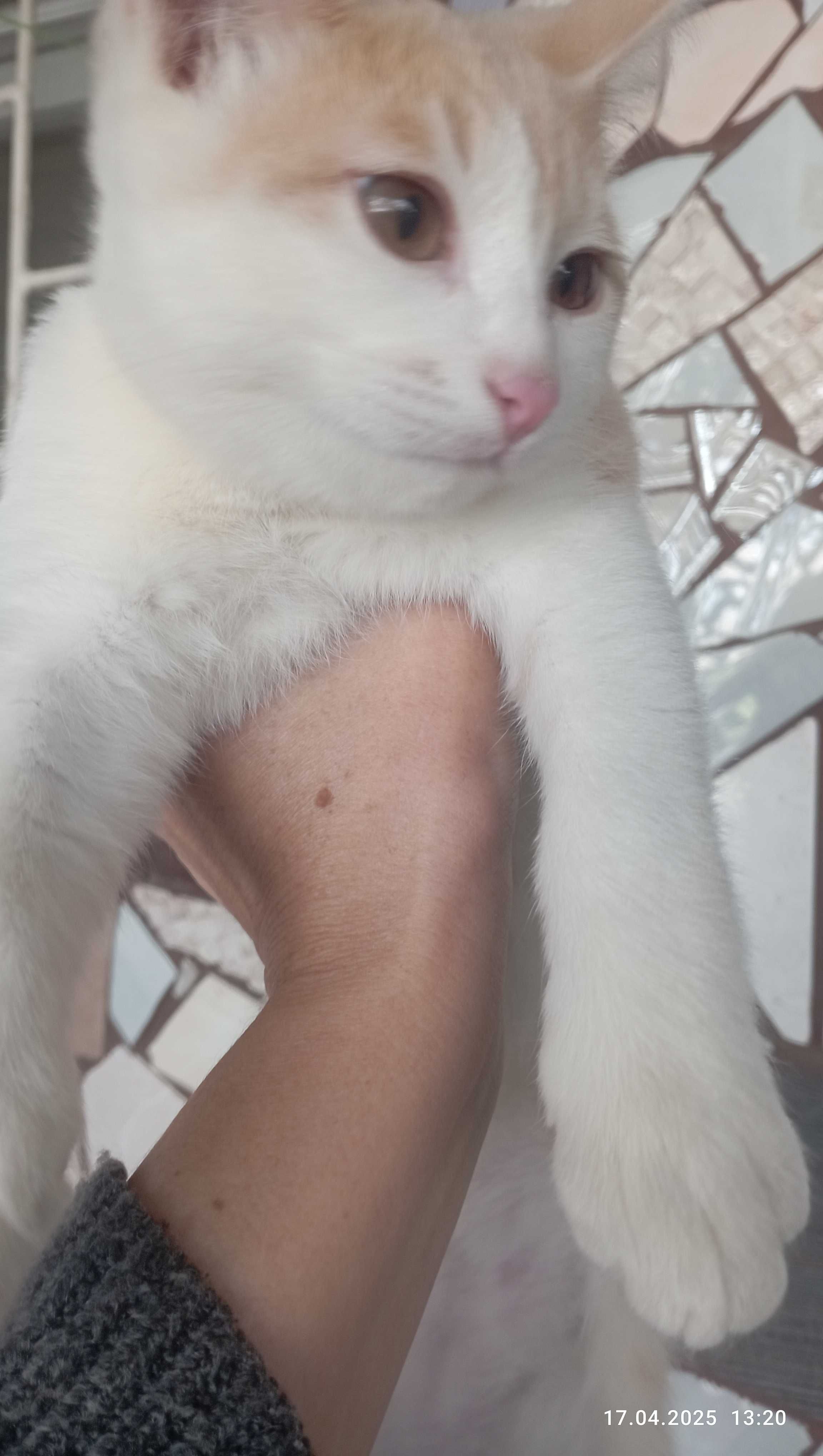 Котенок в добрые руки