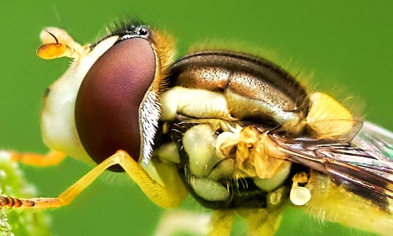 Samyang 100mm f/2.8 ED UMC Macro Canon EF