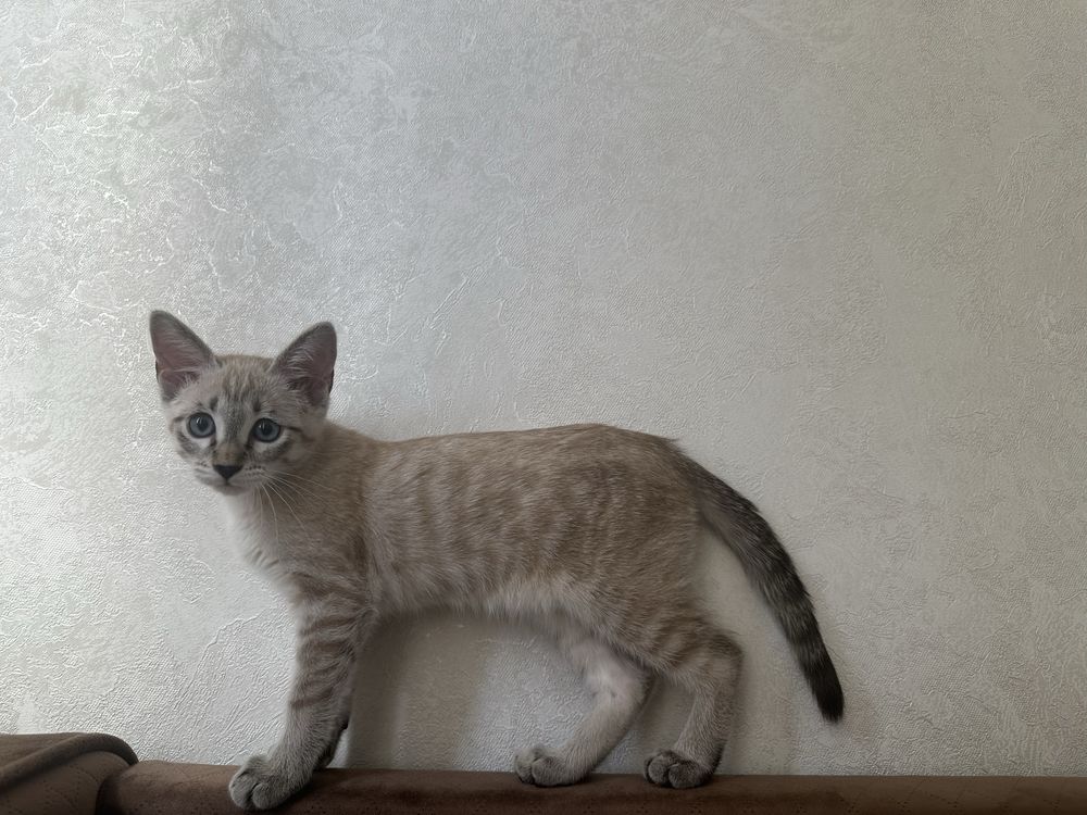 Кошка отдам даром