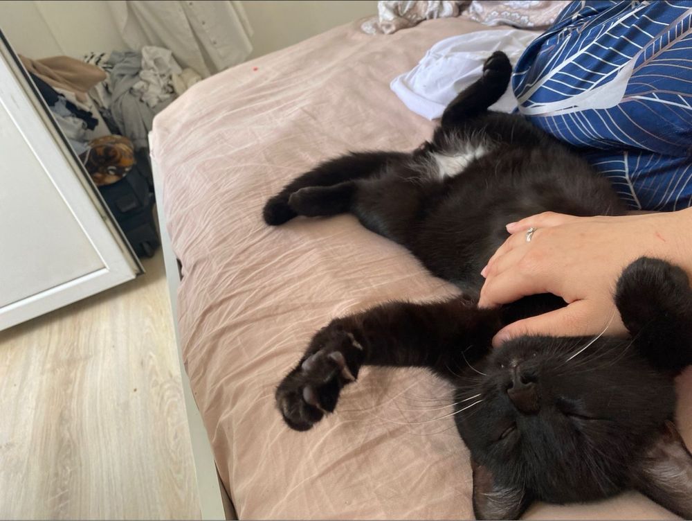 Отдам кота в добрые руки