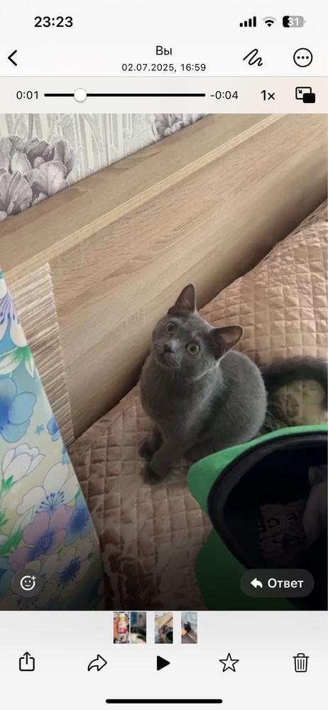 Отдам котенка 6-7 мес в хорошие руки