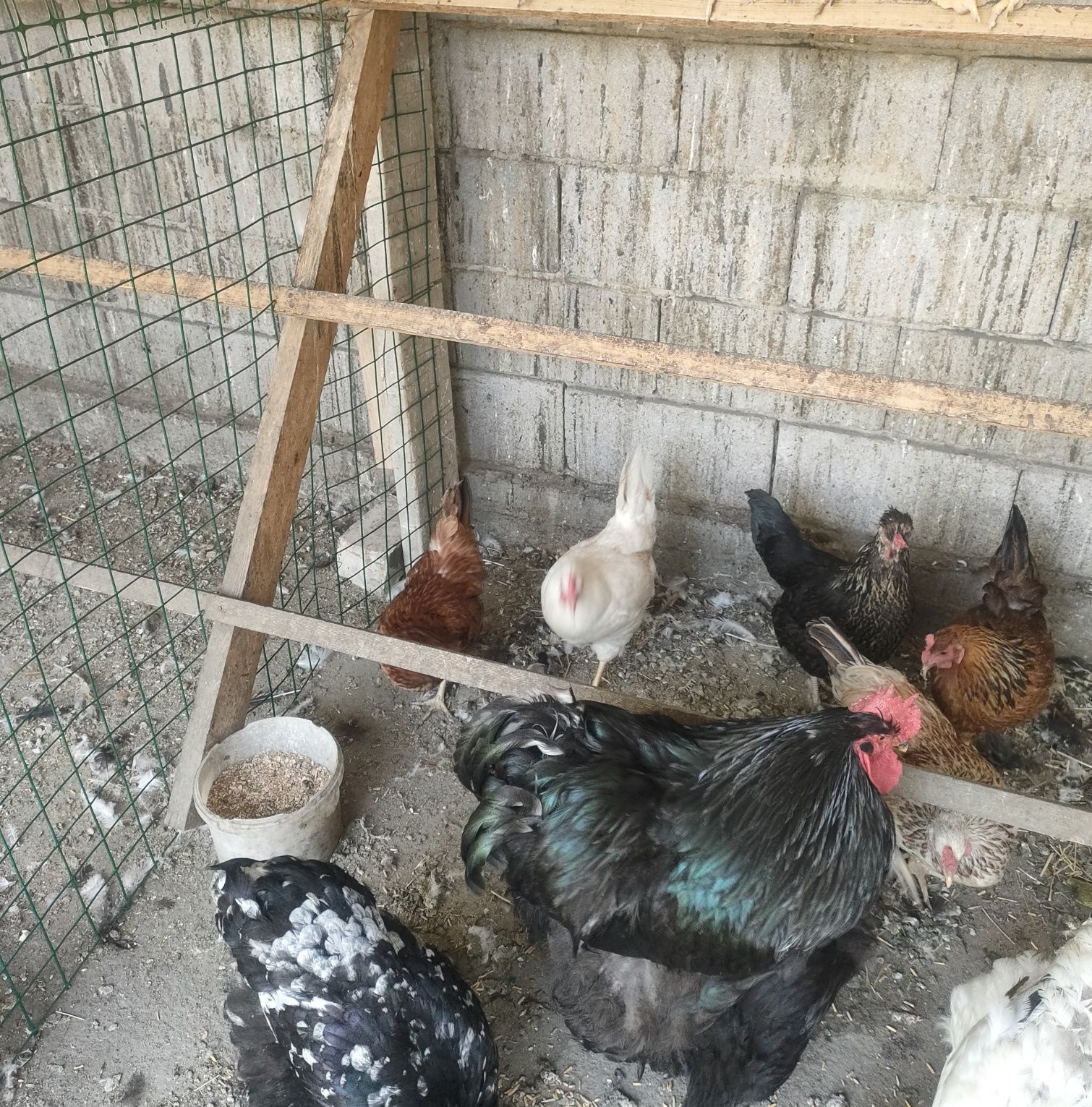 Продам Курей 5 штук.