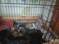 5 умных котят по 1,5 месяца