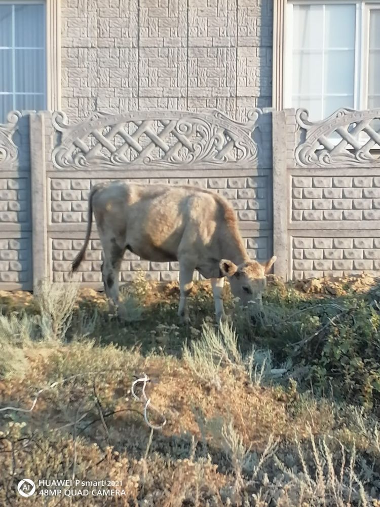 Продажа домашних коров