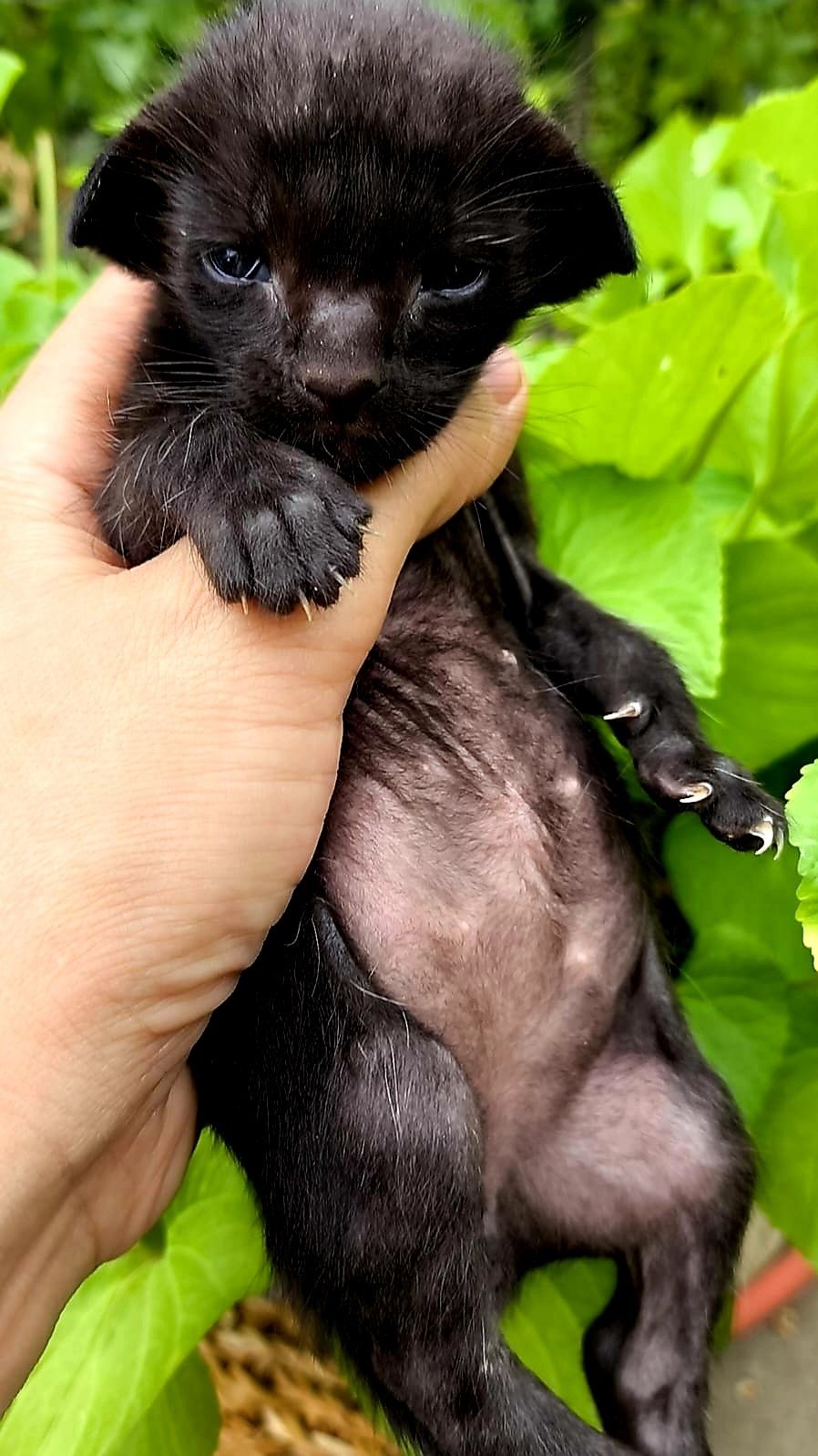 КОТЯТА! ЧУДЕСНЫЕ Ориенталы ! !