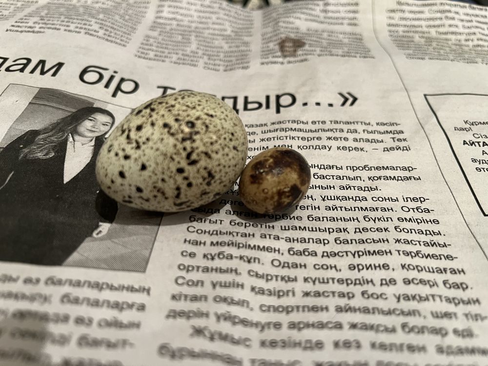 Перепилинные яйца и мясо, куринные домашние яйцо