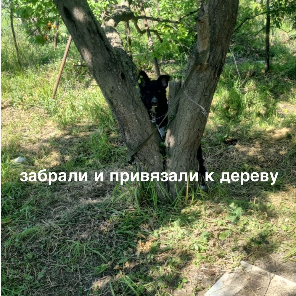 Умная домашняя собака в поисках новых родителей