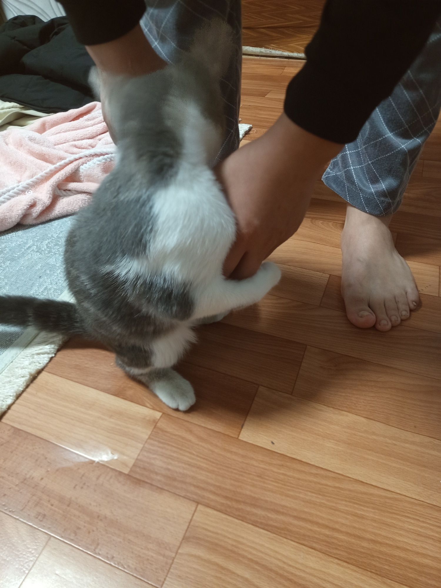 Бесплатно котенок