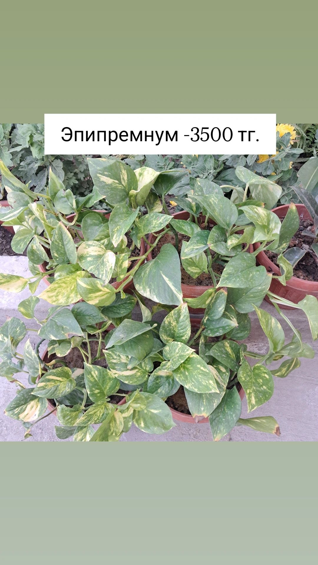 Продаются цветы. Мырзакент.
