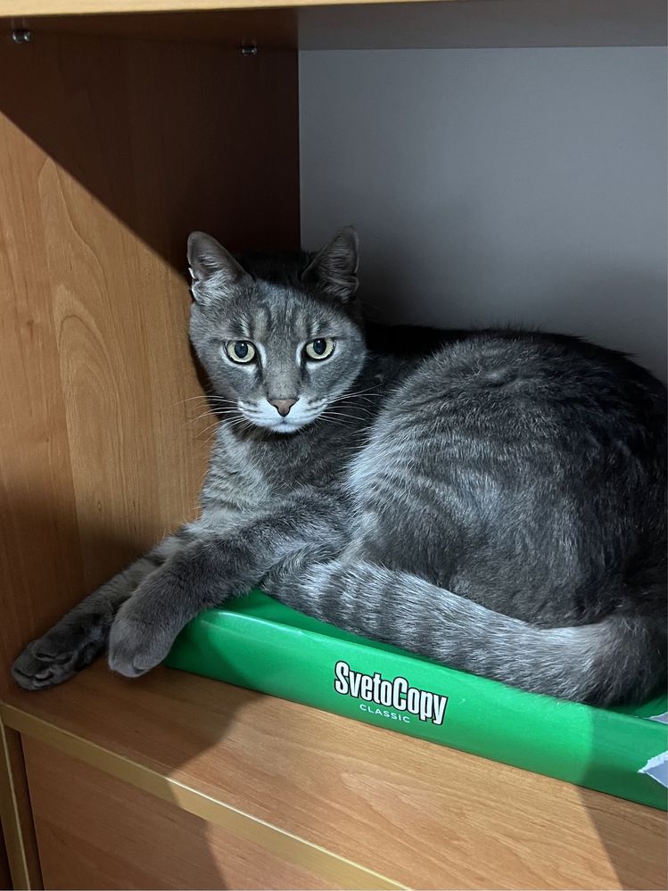 Пропал кот