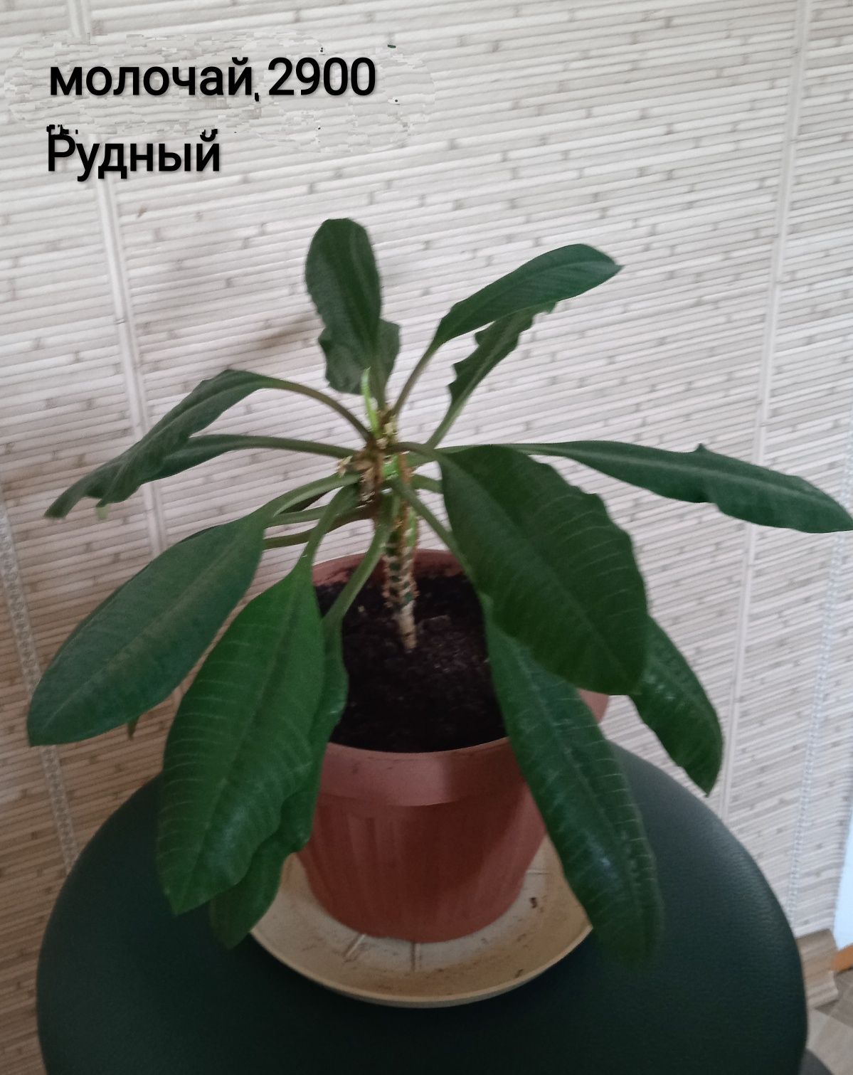 Продам комнатные цветы