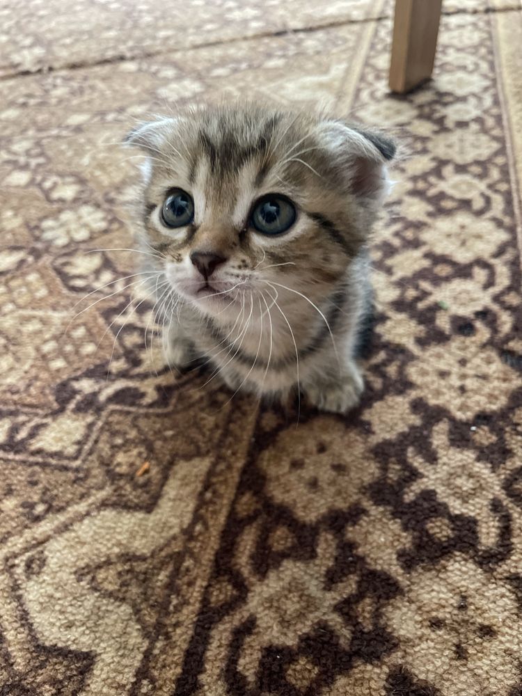 Отдам красивых котят